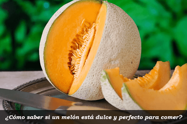 ¿Cómo saber si un melón está dulce y perfecto para comer?